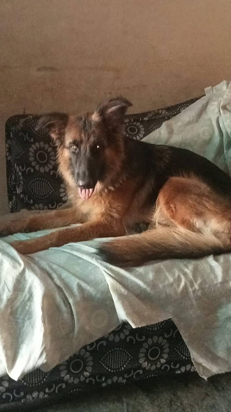 German shepherd 0