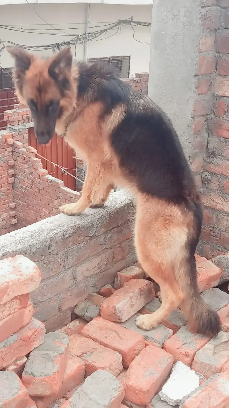 German shepherd — photo 3