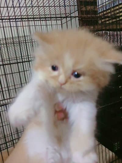 percian kittens punch face triple coated