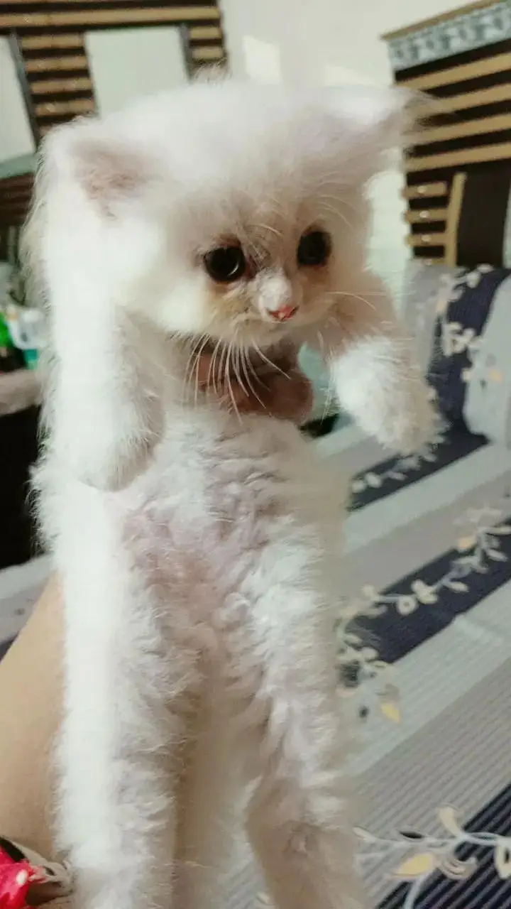 percian kittens punch face triple coated — photo 2