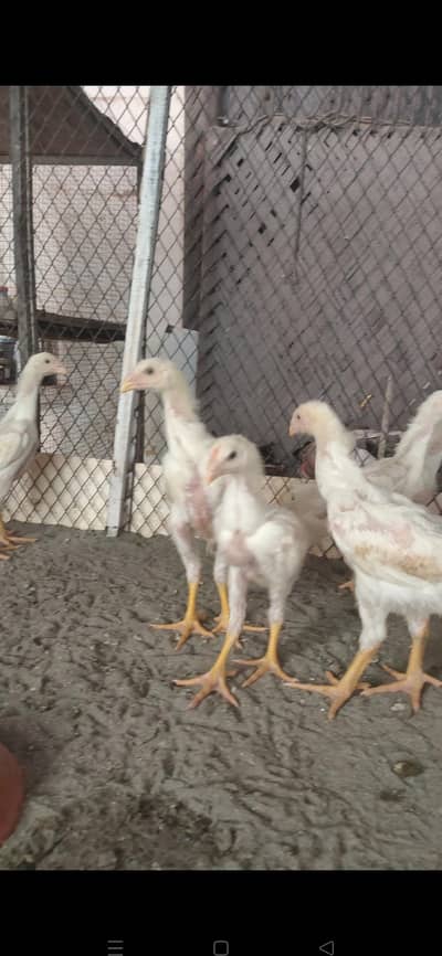 white o shamo chicks