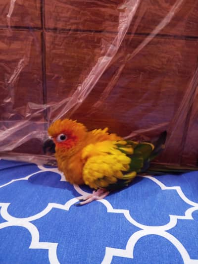 sunconure breeder female with DNA buss thori kamzor Hogi ha