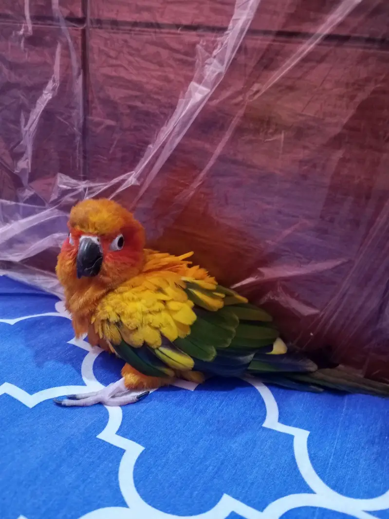 sunconure breeder female with DNA buss thori kamzor Hogi ha — photo 2