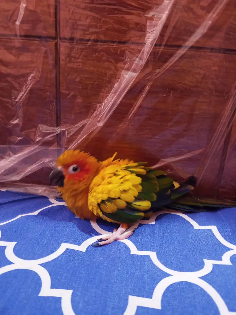 sunconure breeder female with DNA buss thori kamzor Hogi ha — photo 4