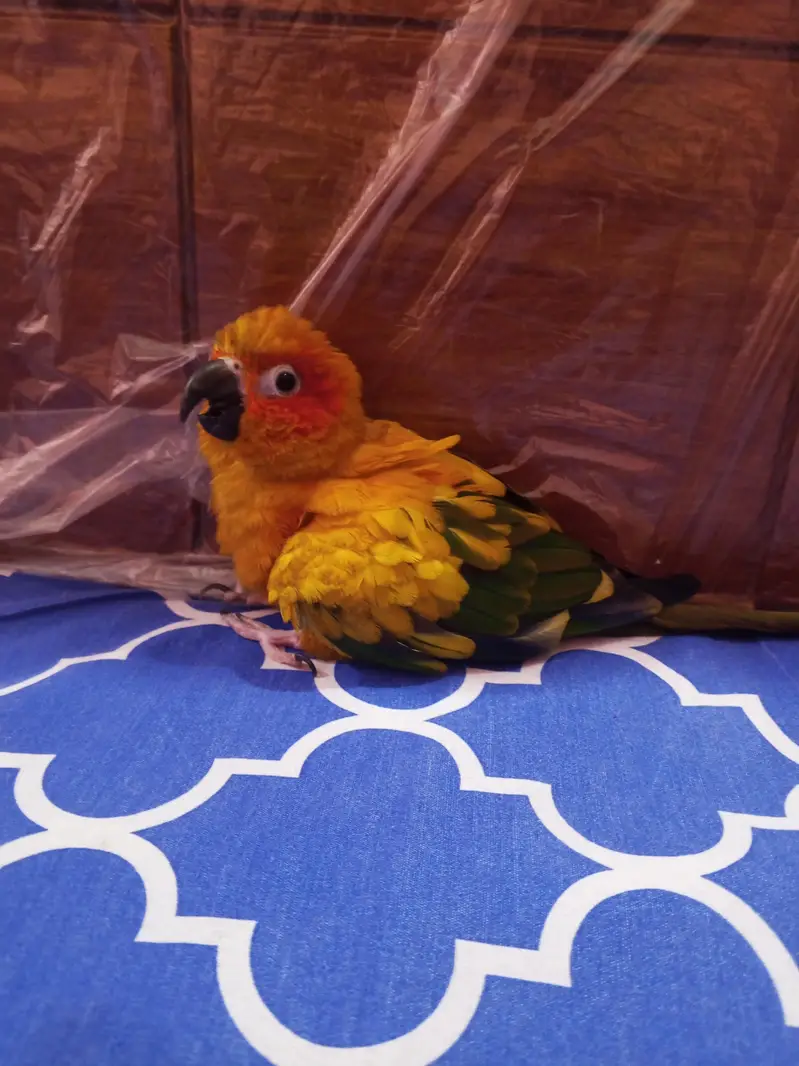 sunconure breeder female with DNA buss thori kamzor Hogi ha — photo 5