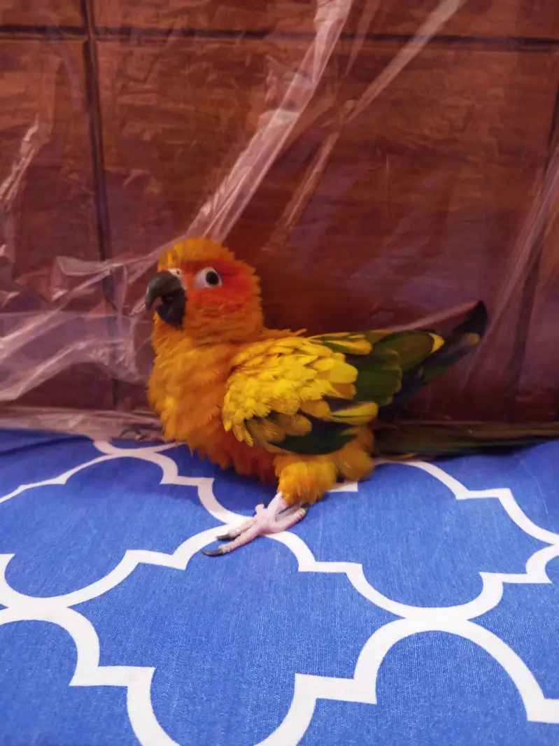 sunconure breeder female with DNA buss thori kamzor Hogi ha — photo 6