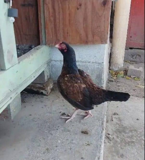 Amroha Breed Hens 0
