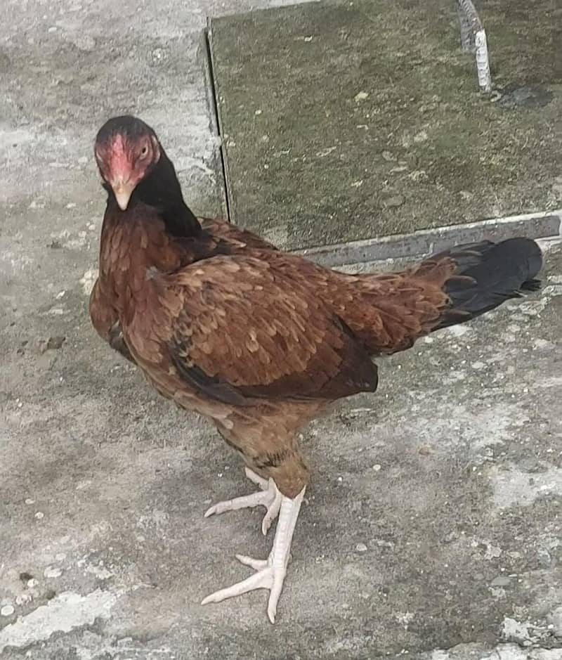 Amroha Breed Hens 1