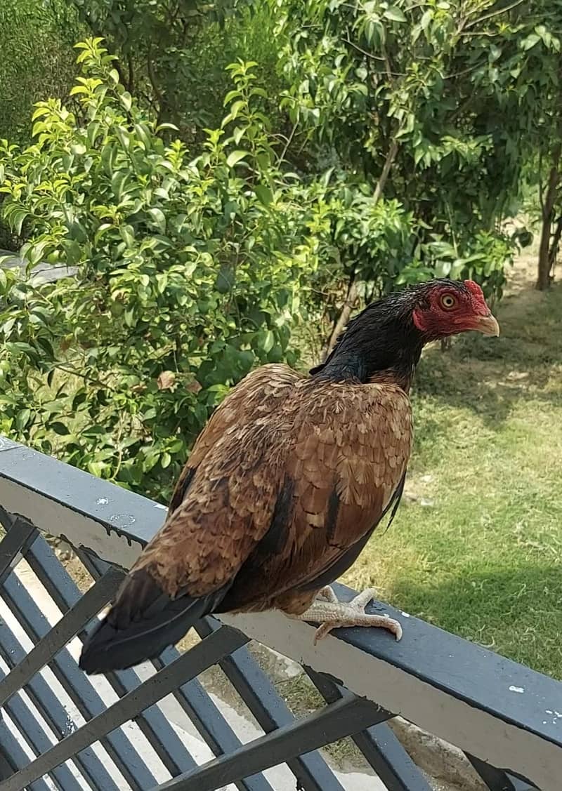Amroha Breed Hens 9