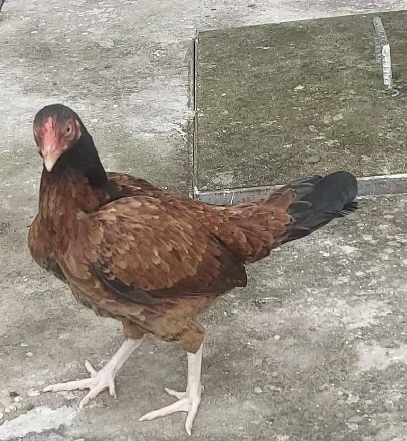 Amroha Breed Hens 10