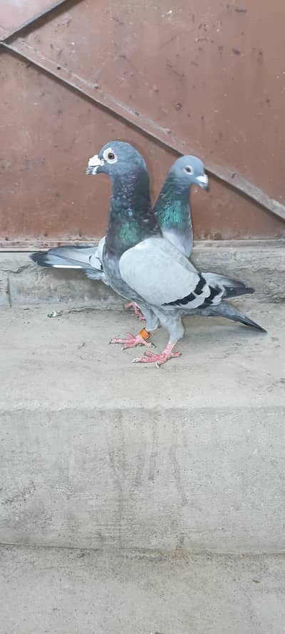 pair available healthy and active