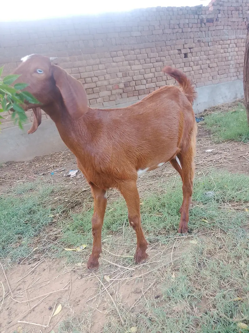 Goat for sale — photo 2