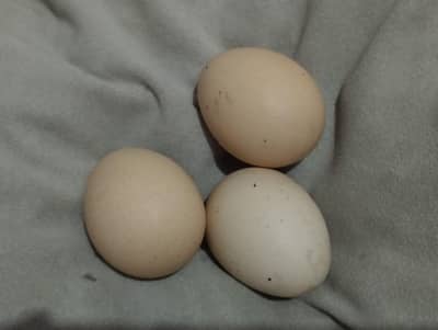 eggs ki prize mention ha or aquarium bhi available ha