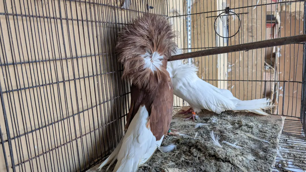 Jocobin breader pair for sale — photo 4