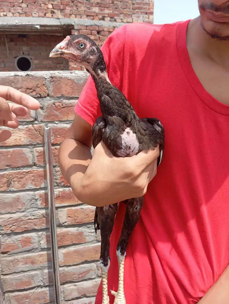 Heera murgi or choze only Wthsapp 03704057847 — photo 4