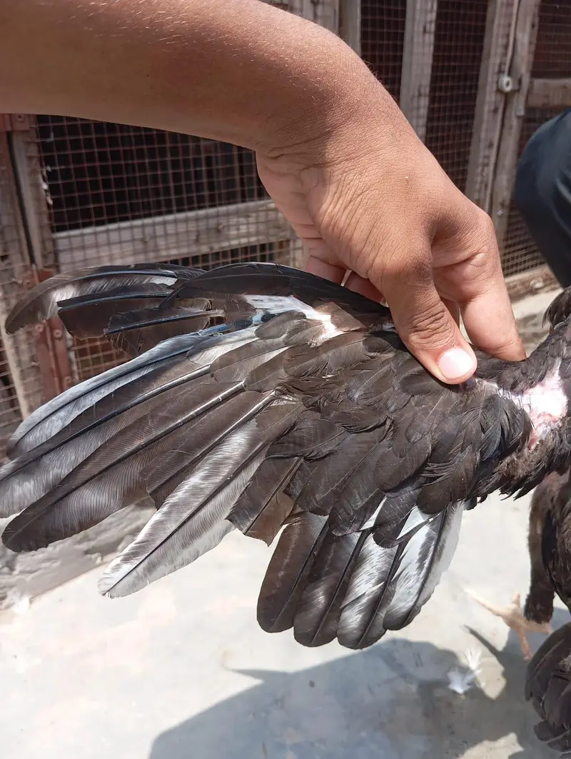 Heera murgi or choze only Wthsapp 03704057847 — photo 5