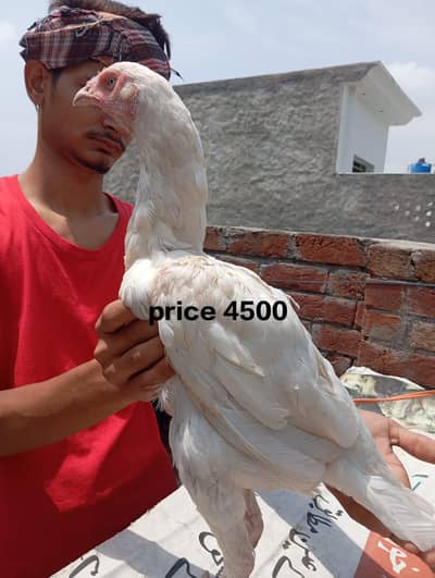 Heera murgi or choze only Wthsapp 03704057847