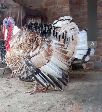 Beautiful Turkey bird