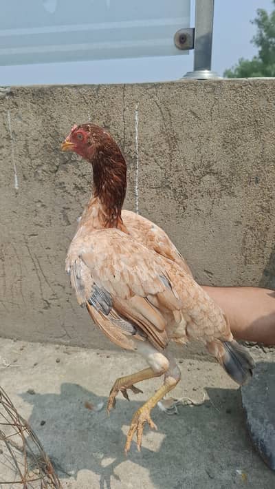 Aseel murgi | aseel hen | aseel madi | Mainwali aseel