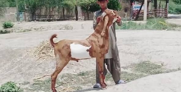 Desi Bakra Urgent For Sale/03233005367