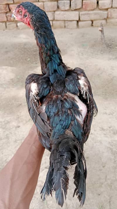 only  shokeen log rabta kry