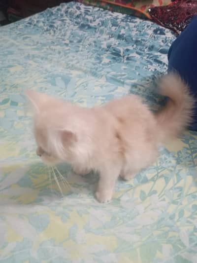 Persian triple coat male with copper eyes.