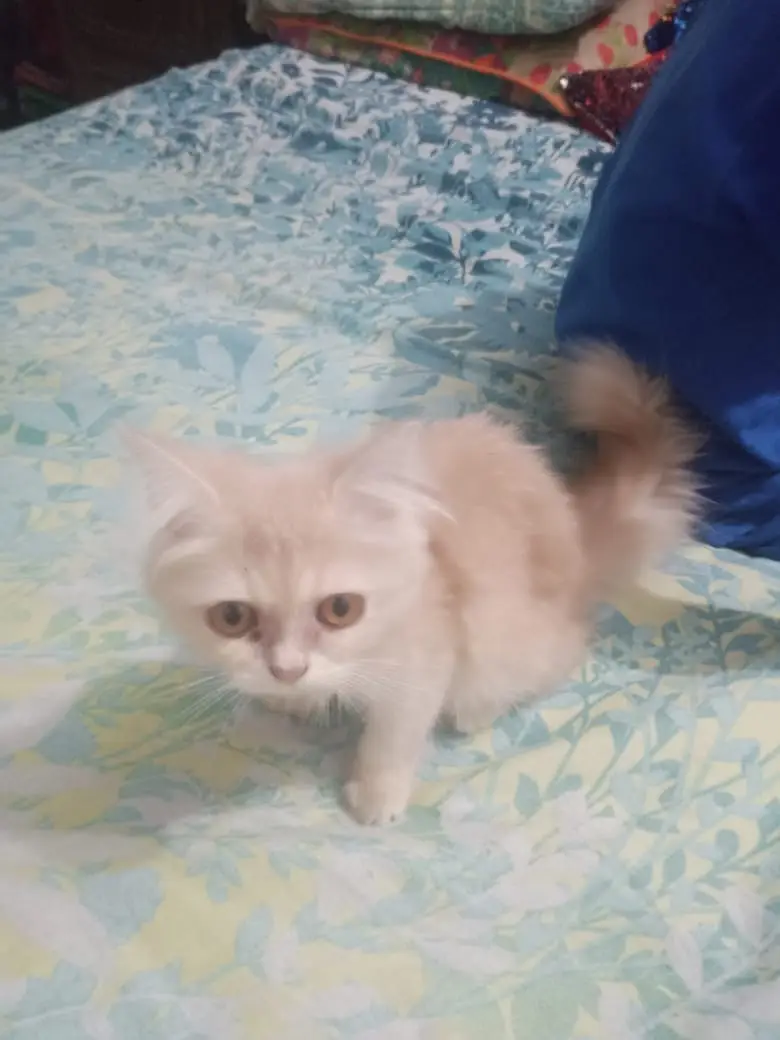 Persian triple coat male with copper eyes. — photo 2