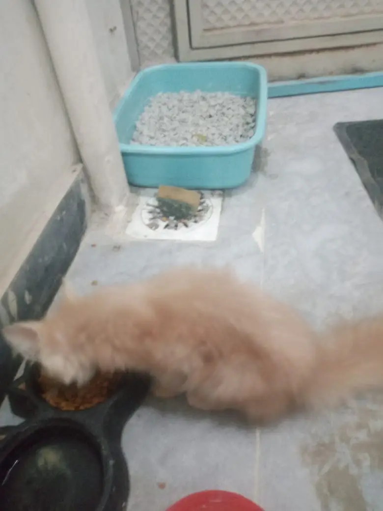 Persian triple coat male with copper eyes. — photo 3