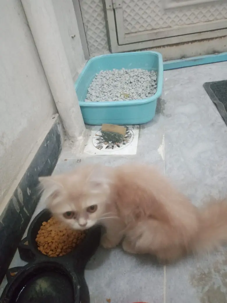 Persian triple coat male with copper eyes. — photo 4