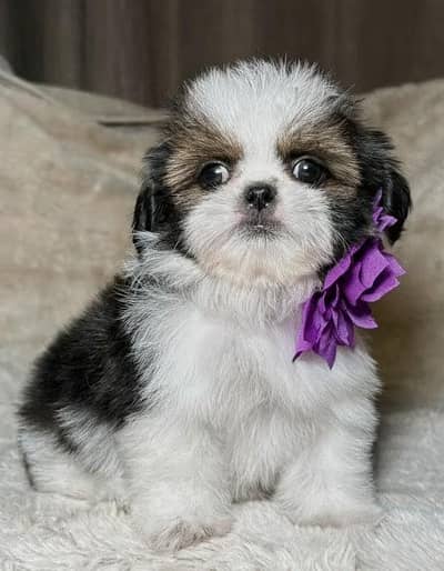 SHOW QUALITY SHIHTZU PUPPIES AVAILABLE FOR SALE