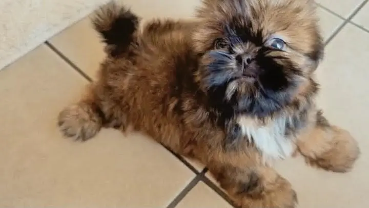 SHOW QUALITY SHIHTZU PUPPIES AVAILABLE FOR SALE — photo 2