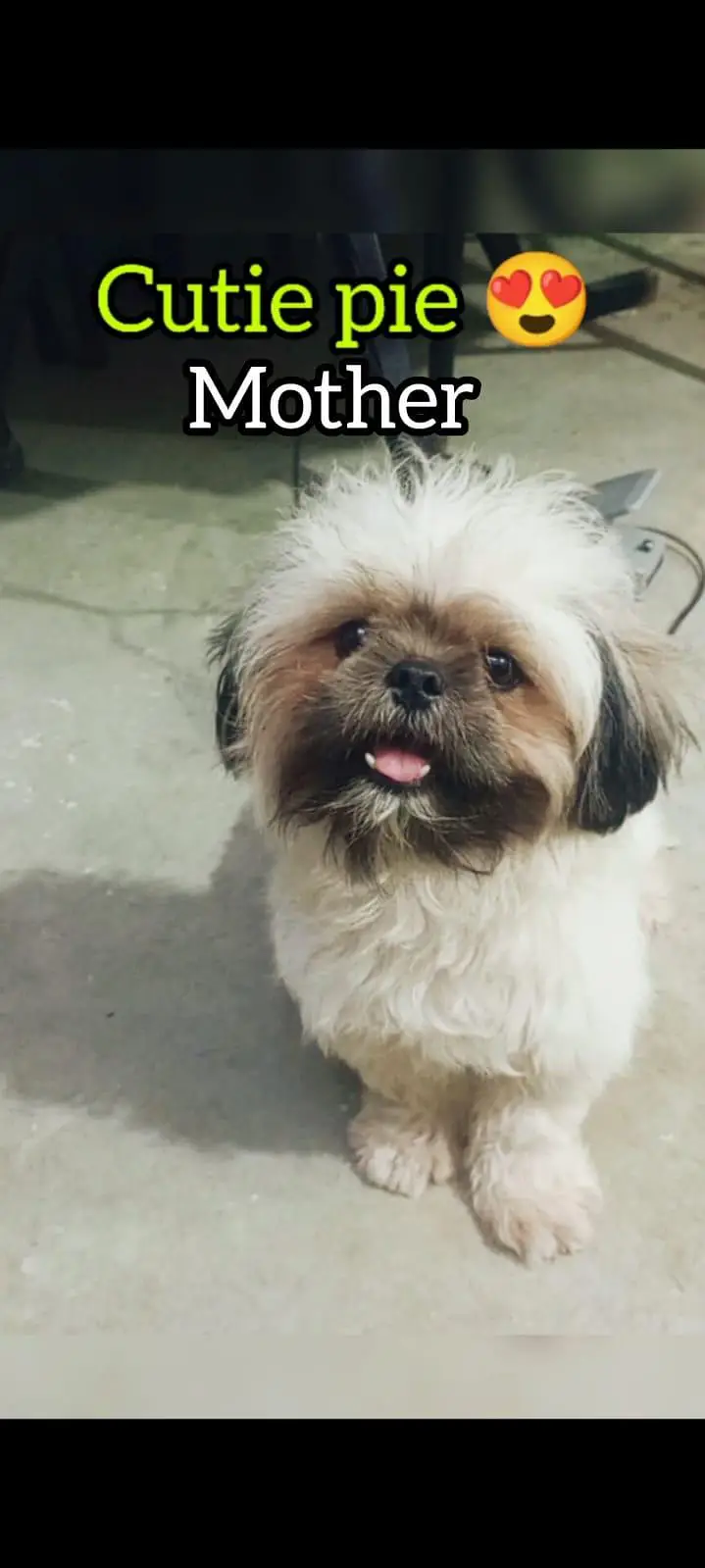 SHOW QUALITY SHIHTZU PUPPIES AVAILABLE FOR SALE — photo 3