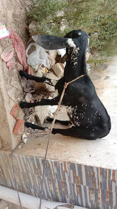 Makhi cheeni bakri