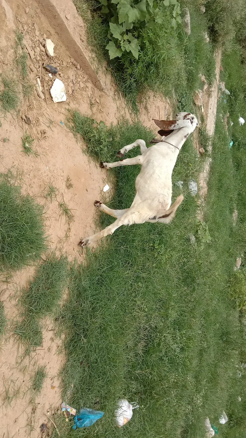 Makhi cheeni bakri — photo 2