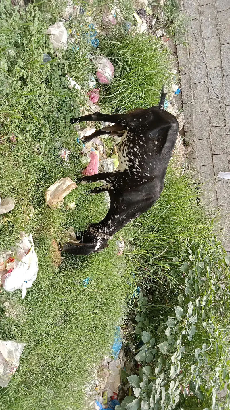 Makhi cheeni bakri — photo 3
