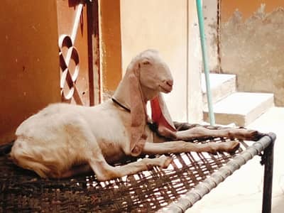 Bakra for sale