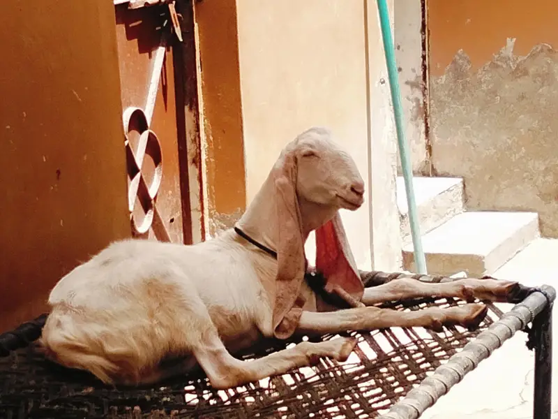 Bakra for sale — photo 2