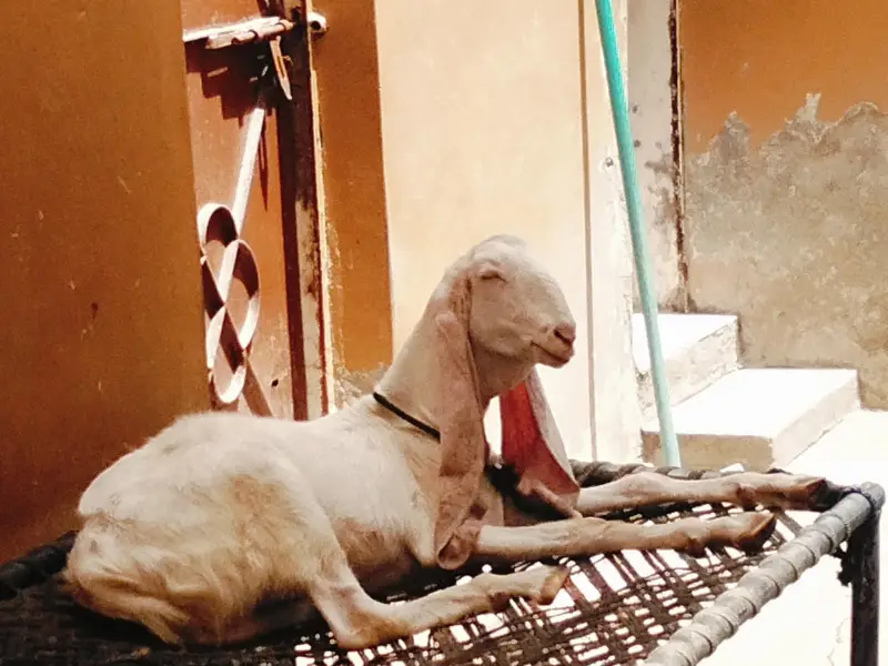 Bakra for sale — photo 3