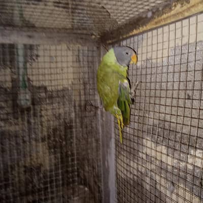 urgent sale parrot whatsap 03215582757,03193532757