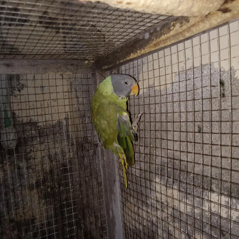 urgent sale parrot whatsap 03215582757,03193532757 — photo 2