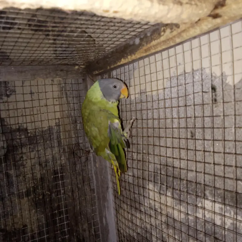 urgent sale parrot whatsap 03215582757,03193532757 — photo 3