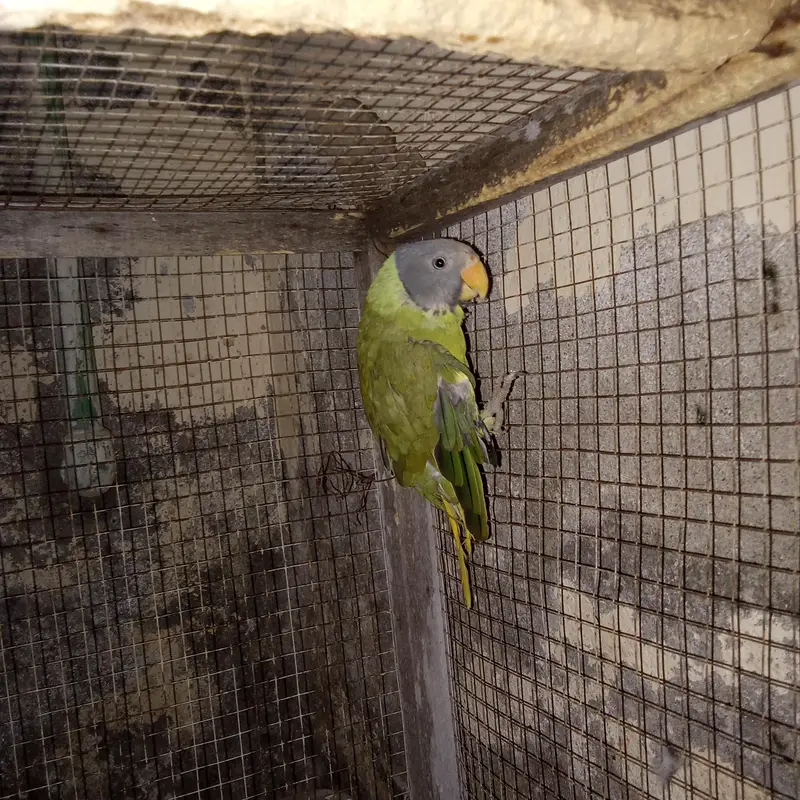 urgent sale parrot whatsap 03215582757,03193532757 — photo 4
