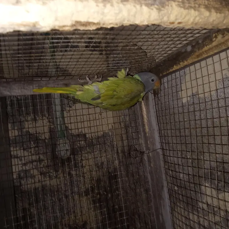 urgent sale parrot whatsap 03215582757,03193532757 — photo 5