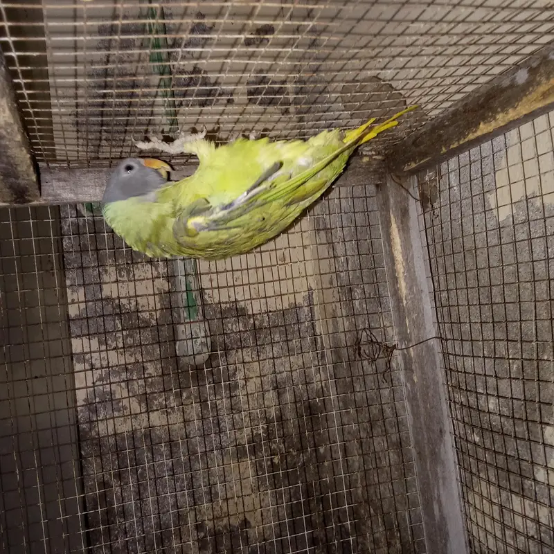 urgent sale parrot whatsap 03215582757,03193532757 — photo 6