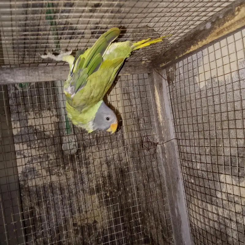 urgent sale parrot whatsap 03215582757,03193532757 — photo 7