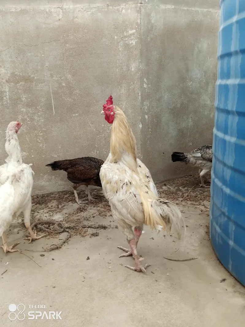 aseel murgha desi — photo 2
