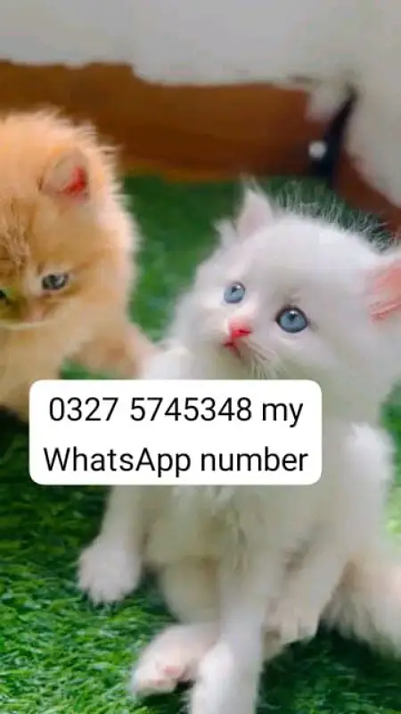 Persian cat 2 month age vaccinated healthy — photo 2