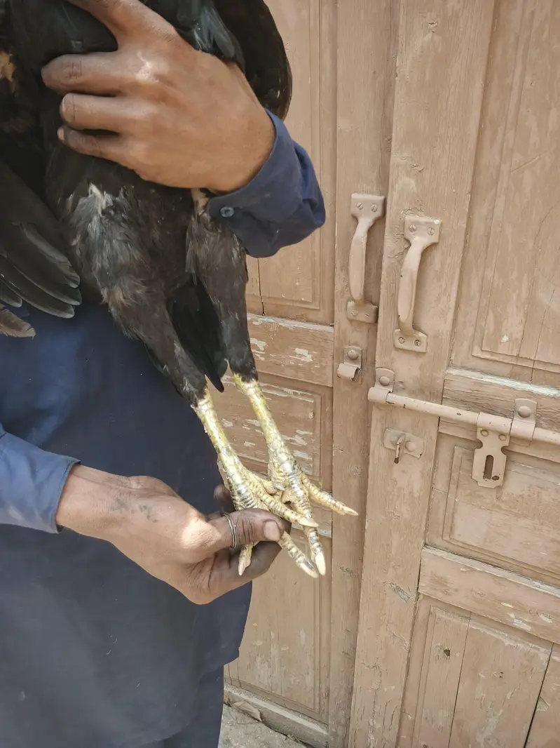 aseel mian Vali mushki Madi — photo 3