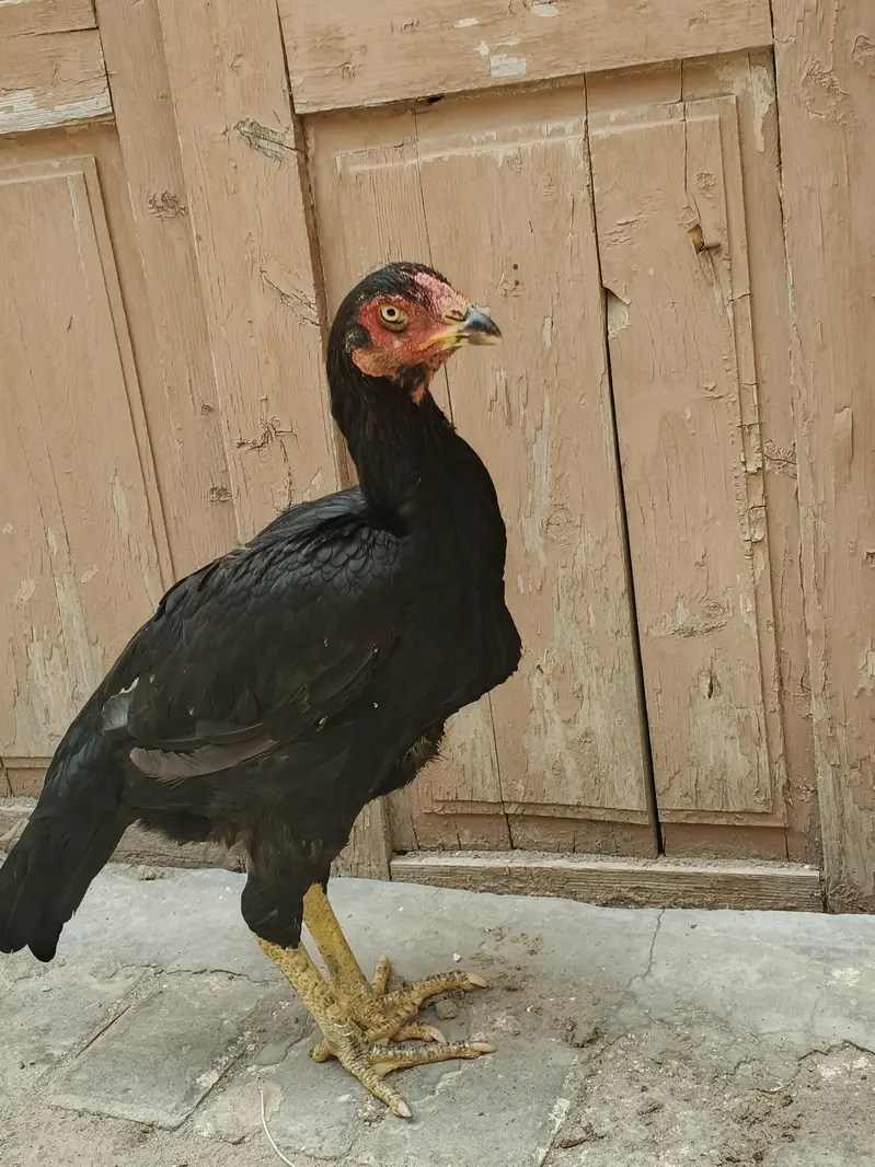 aseel mian Vali mushki Madi — photo 5