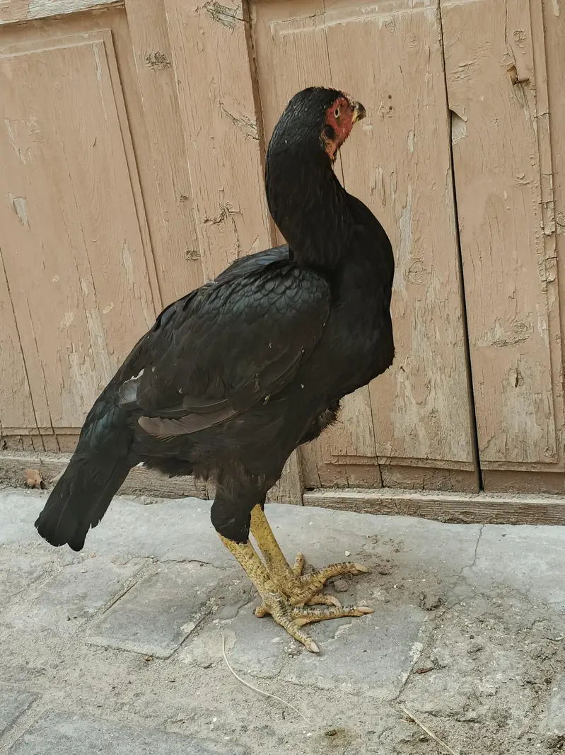 aseel mian Vali mushki Madi — photo 6
